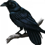 Muninn